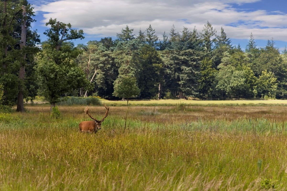 Als je van de natuur en bossen houdt, dan ga je op vakantie naar de Veluwe.
