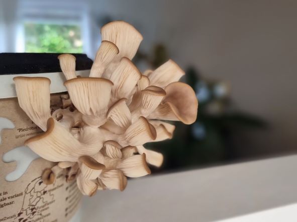 Duurzaam cadeau: een growkit om zelf oesterzwammen te maken.