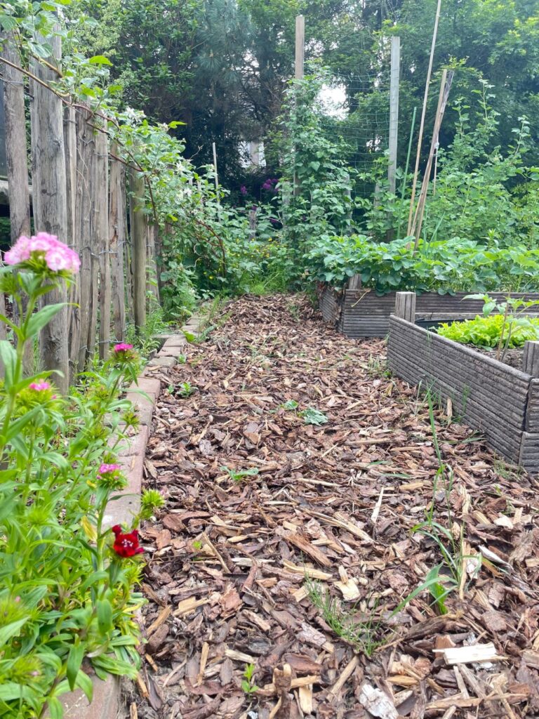 Droogte in tuin verminderen: mulchen.