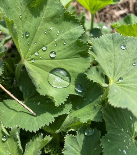 Ingeburgerde plant: vrouwenmantel