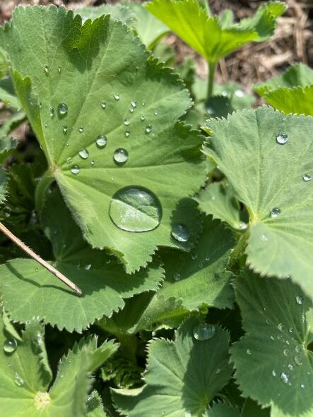 Native plant: lady's mantle