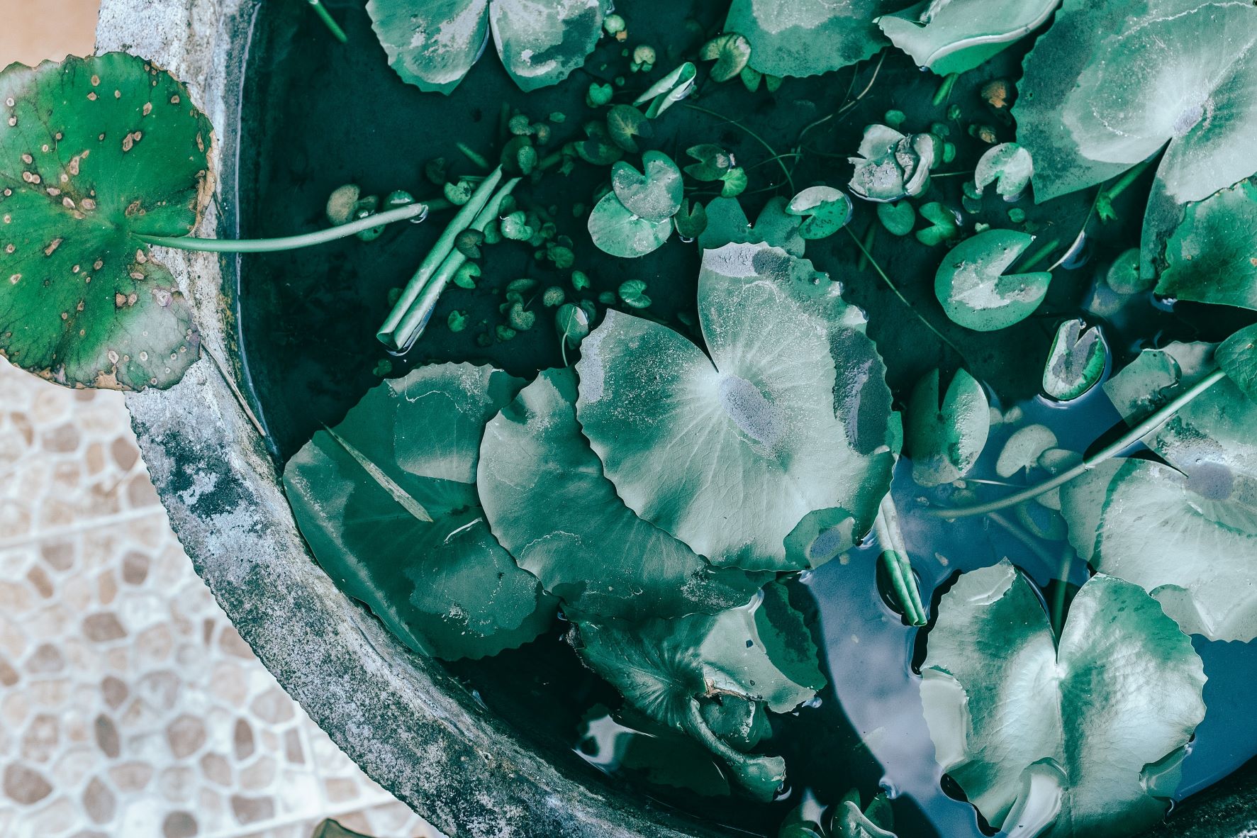 Meer water in de tuin voor dieren.