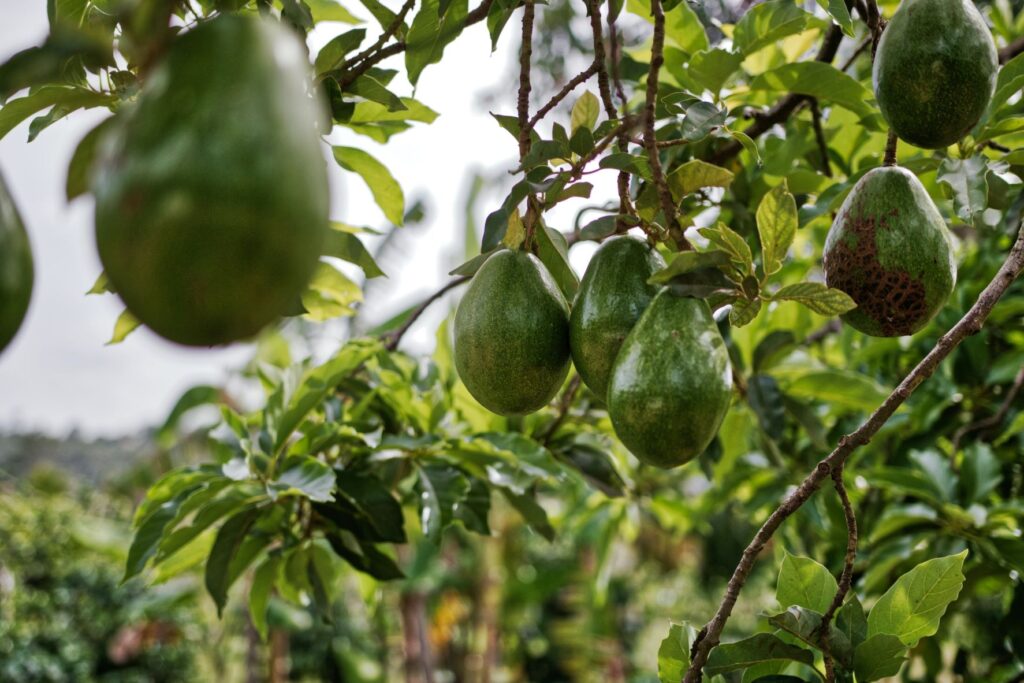 De milieu-impact van avocado hangt af van het productieland en de landbouwtechnieken.