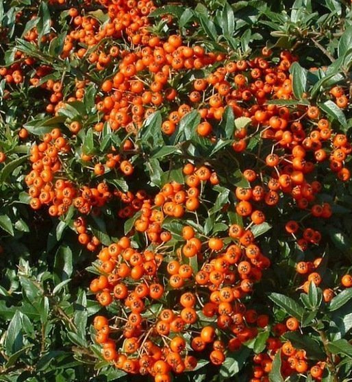 Vuurdoorn: ideale plant voor vogels.