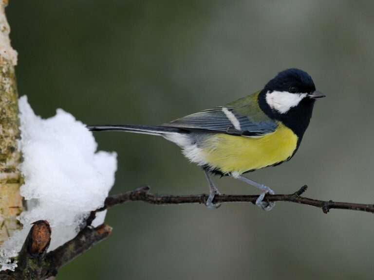 Tips voor meer vogels in de tuin.