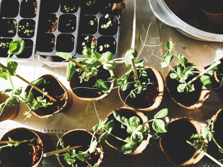 Wintertijd is de tijd voor het maken van een moestuinplanning.