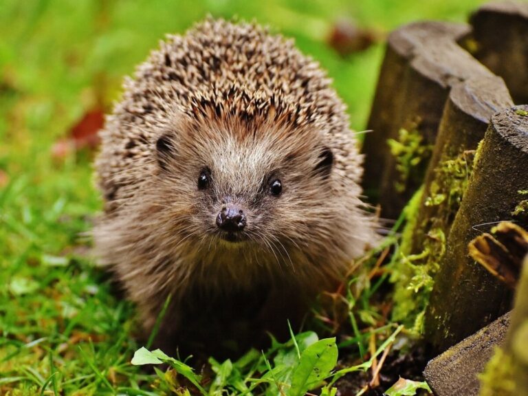Help de egel in je tuin!