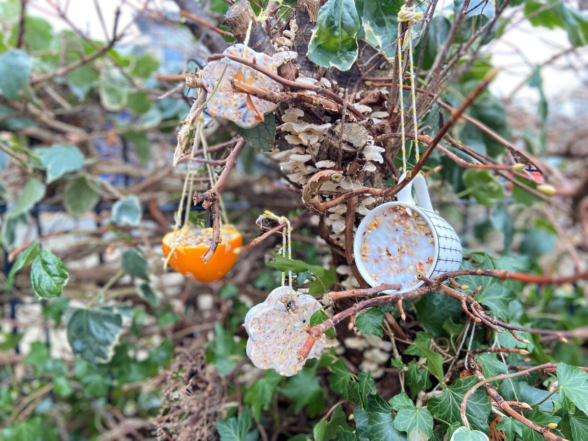 Winterse DIY: vetbollen voor vogels maken.