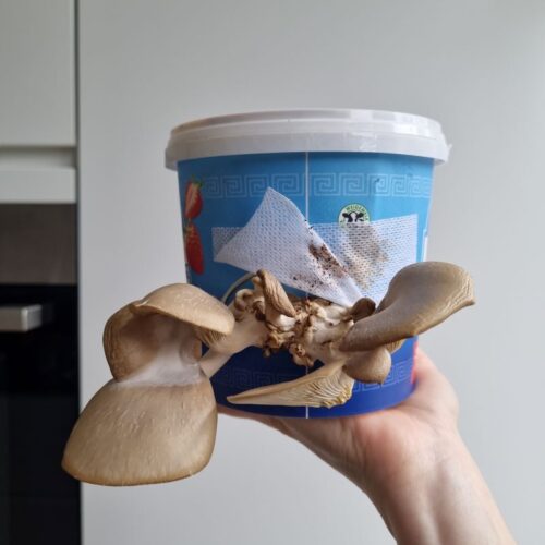 Züchten von Austernpilzen in Joghurteimern mit einem eigenen Anbausatz von Fryslan Fungies.