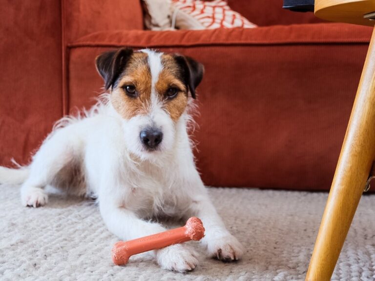 Duurzame tips voor honden.