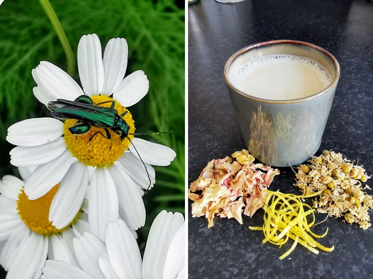 Rustgevende kamillethee, wildplukthee.