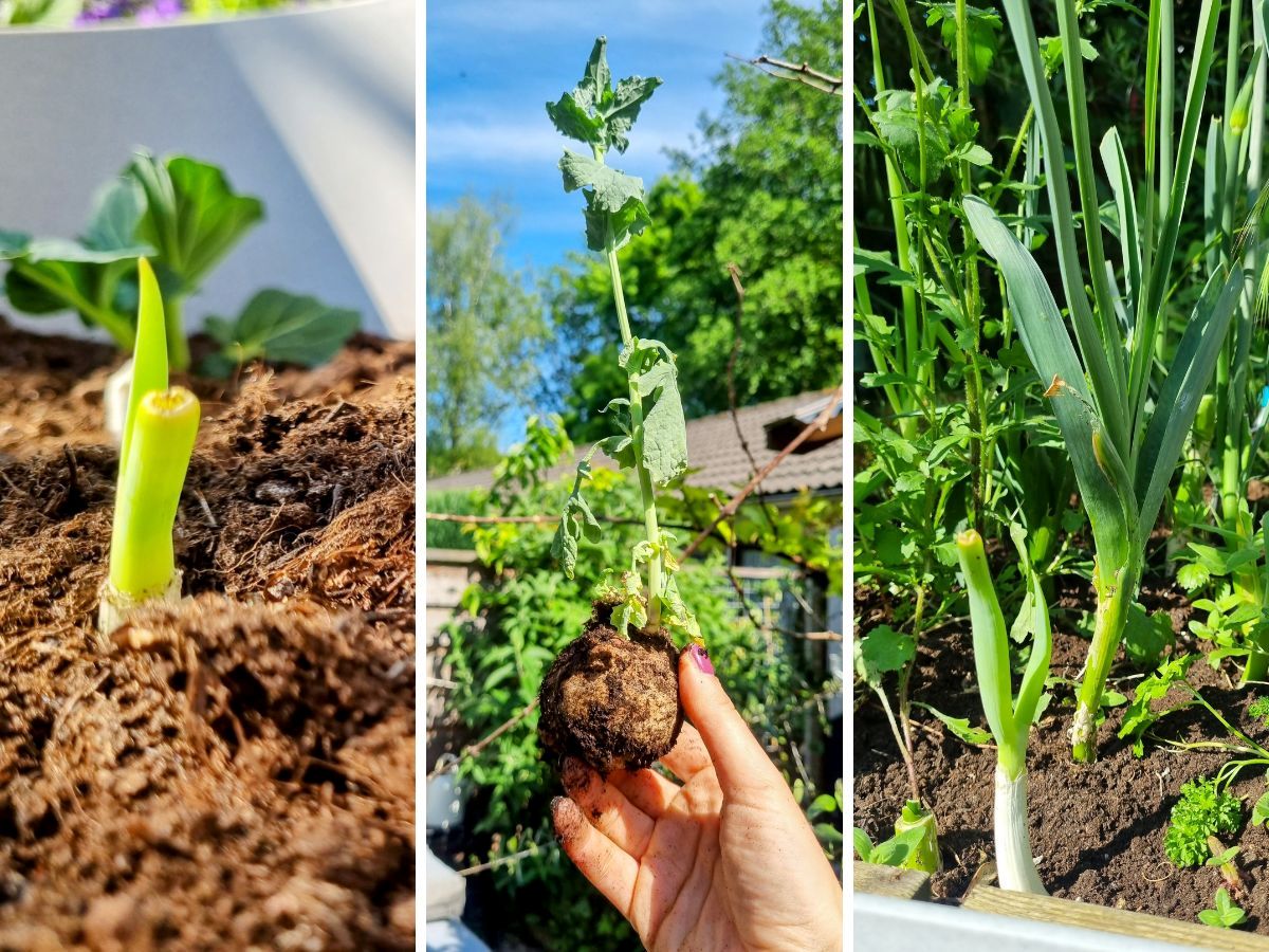 Groenten opnieuw laten groeien door het kontje in de grond te steken.