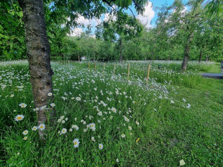 Een inheemse tuin met een bloemenveld met margrietjes.