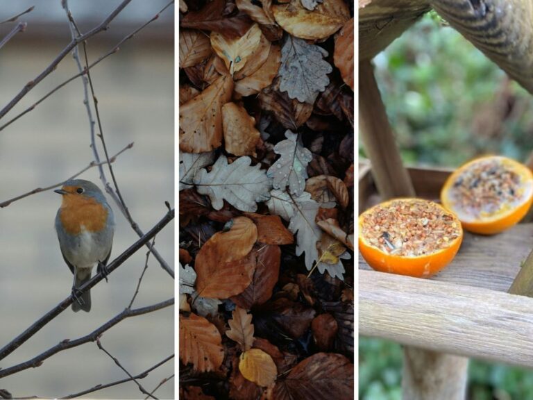 Tuin winterklaar maken voor dieren zoals deze egel.