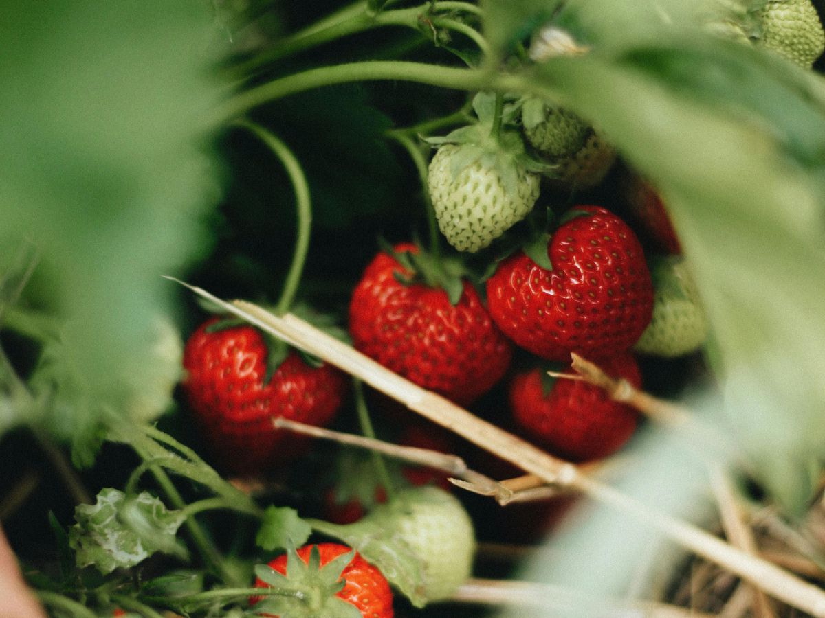 Zelf aardbeien kweken tips.