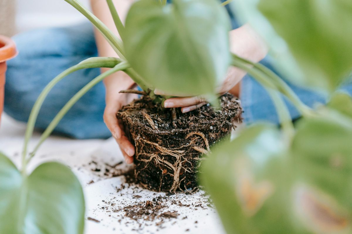 Duurzame potgrond en tuinaarde tips.