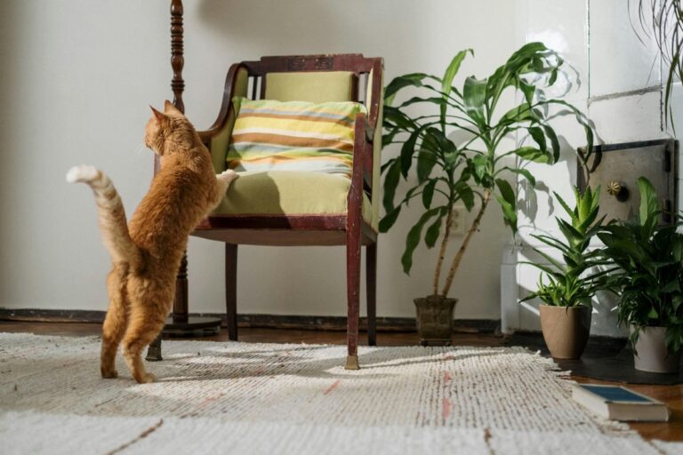 Duurzame tips voor katten.