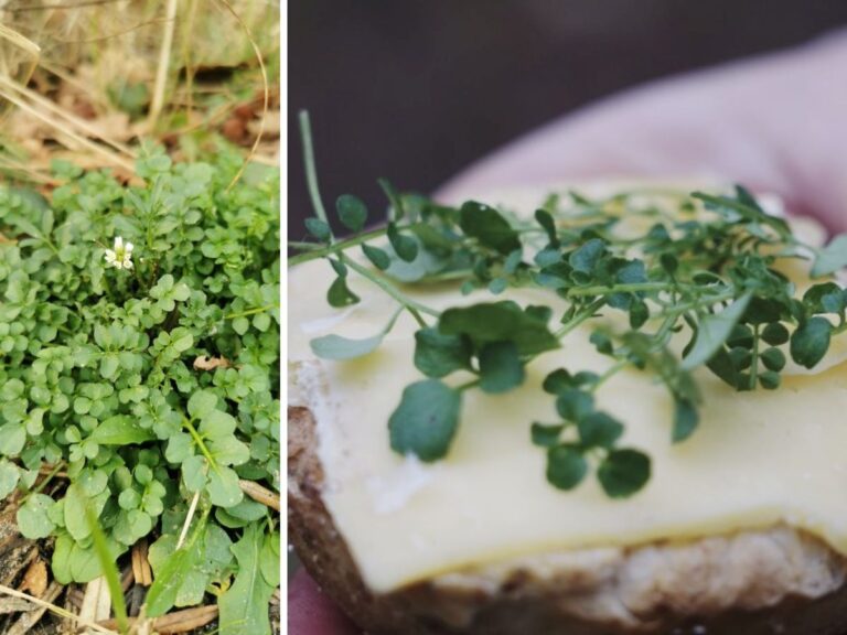 Broodje kleine veldkers.
