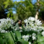 Daslookkappertjes, wildplukrecept van daslookzaadjes.
