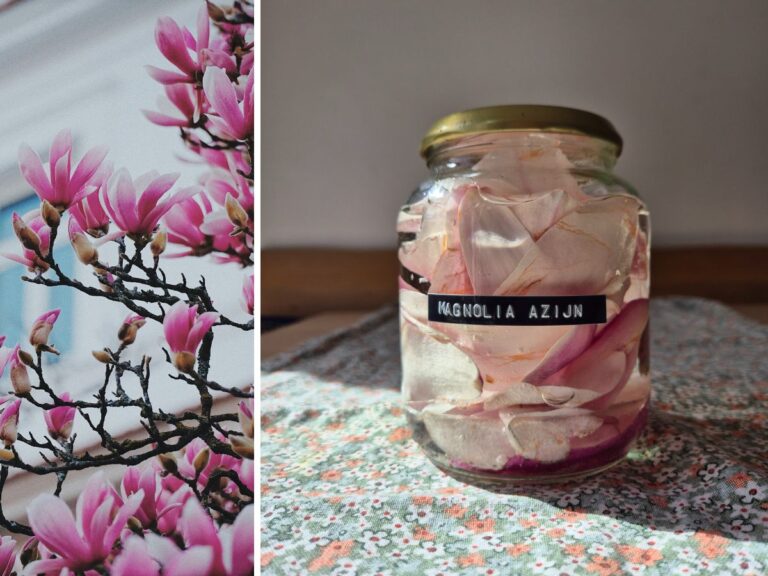 Magnolia azijn recept.