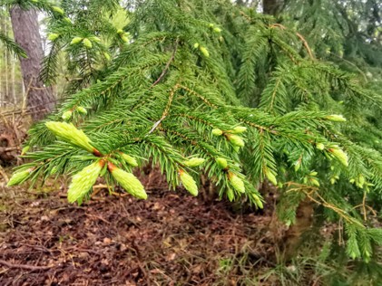 Een spar is eetbaar.