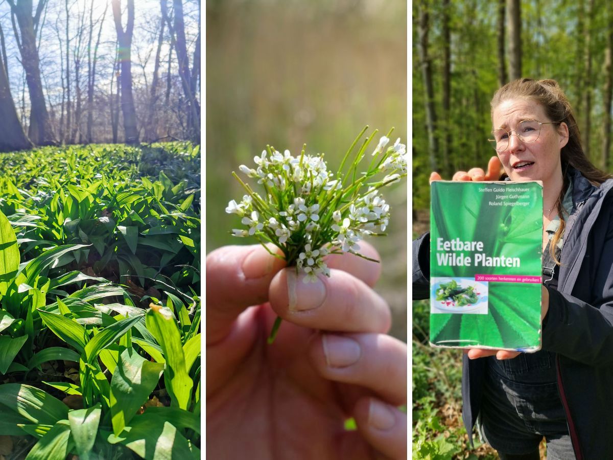 Wildplukregels van een wildplukexpert.