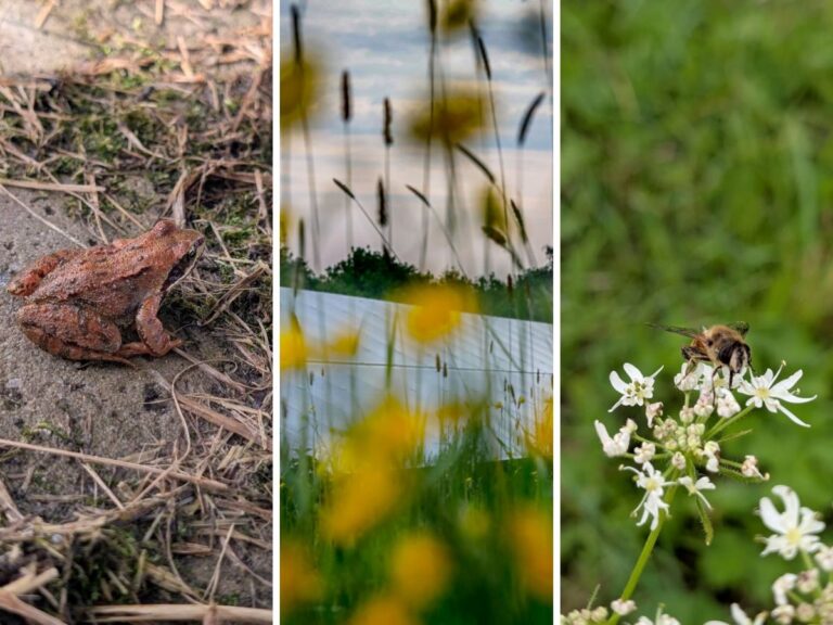 Vrijopnaam, green energy from solar panels from the Netherlands.