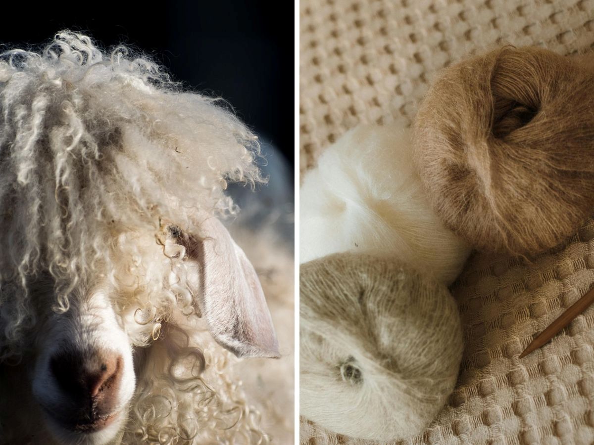 Mohair, angorawol van angorageiten.