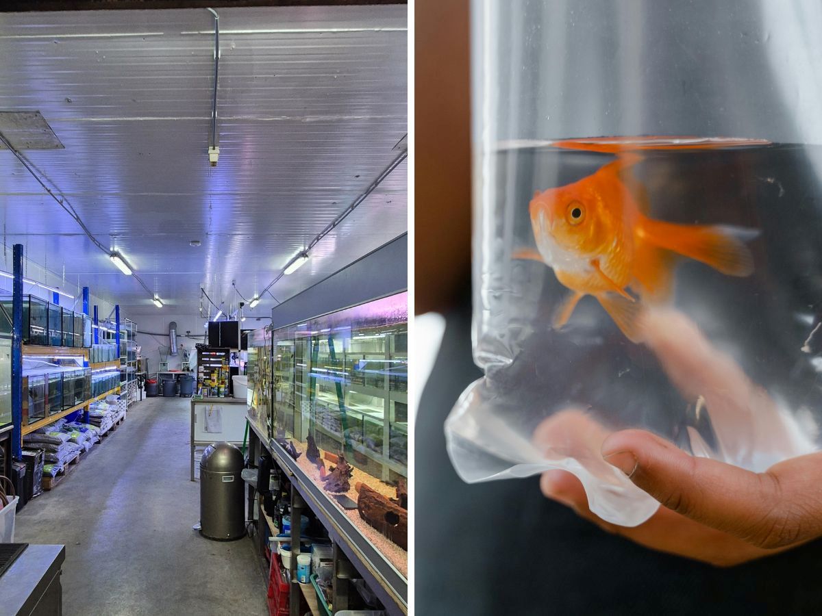 Vissenasiel bezoeken.