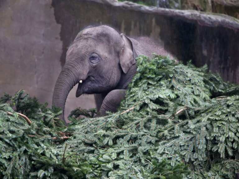 What to do with old Christmas trees.