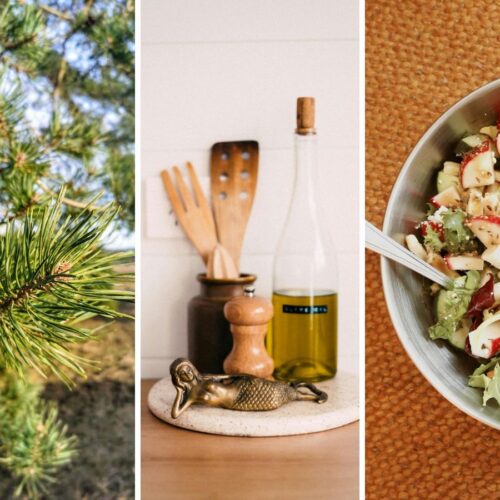 Herstellung von Kiefernnadelöl, Wildsammlung von Kiefern.