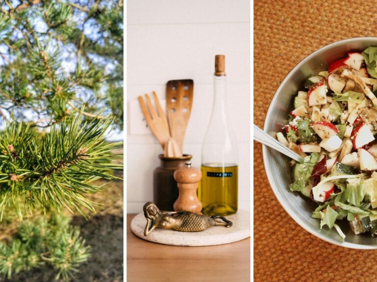 Dennennaaldolie maken, wildplukken dennenboom.