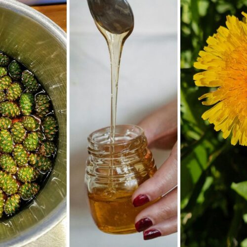 Paardenbloem-den-honing.