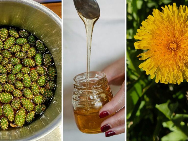 Paardenbloem-den-honing.