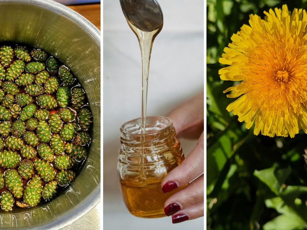 Paardenbloem-den-honing.