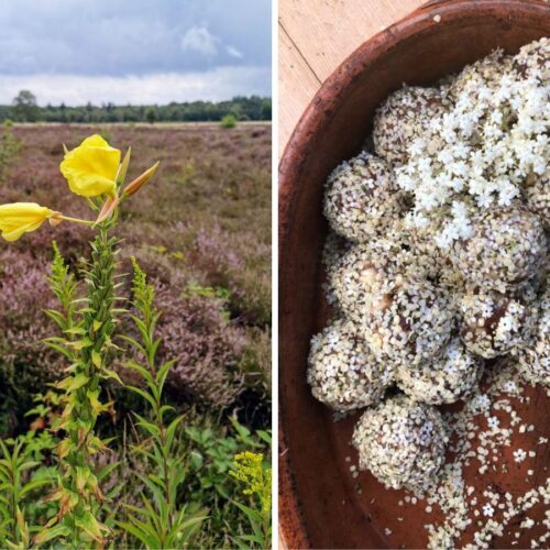 Teunisbloem wildplukrecept.