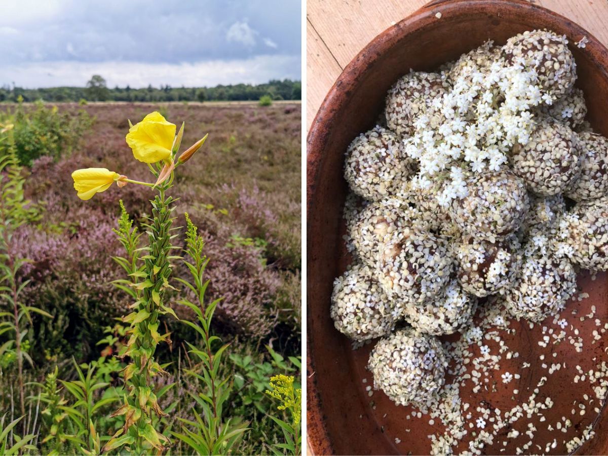 Teunisbloem wildplukrecept.