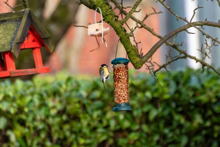 Vogels bijvoeren in de winter zonder netje.