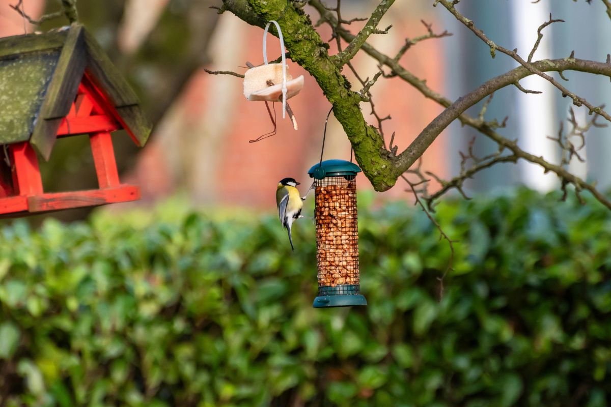 Supplementary feeding of birds in winter without a net.