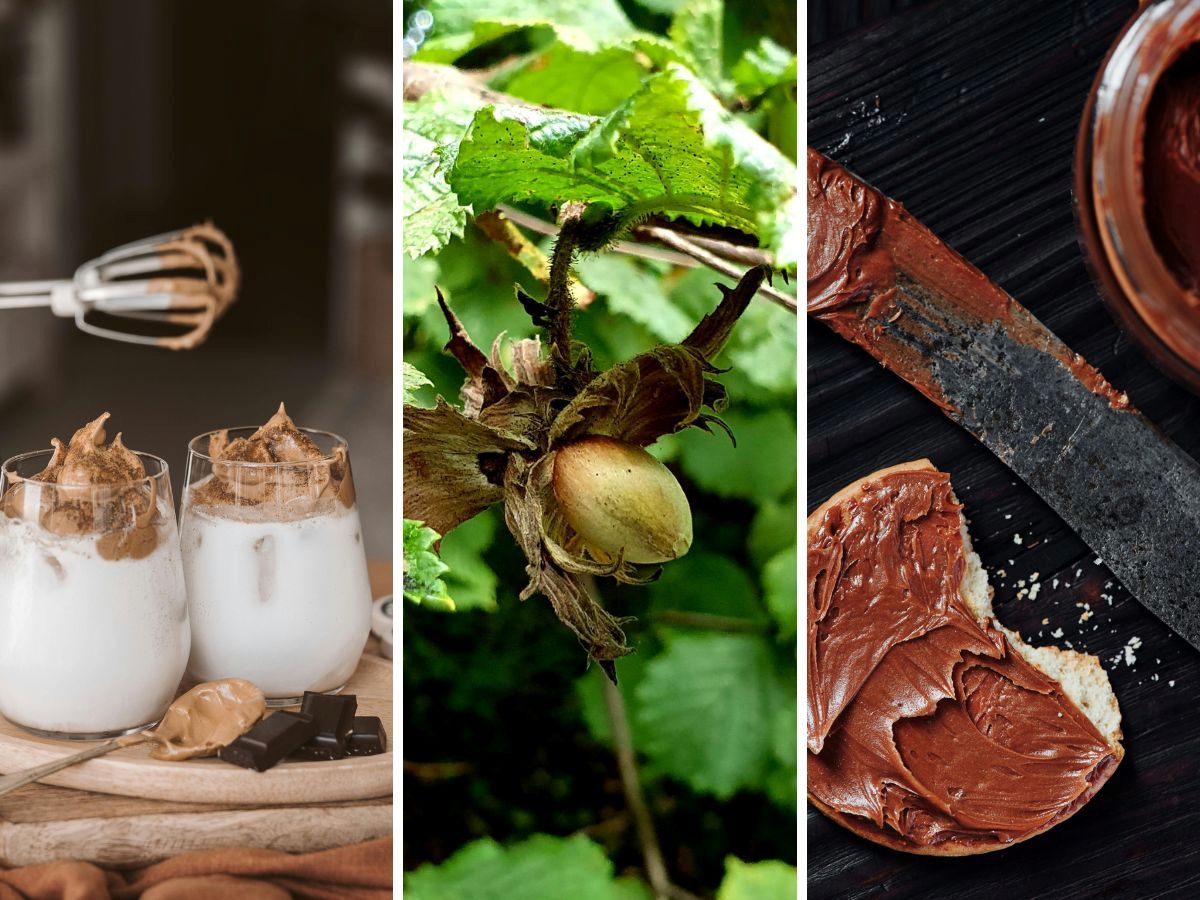Making your own hazelnut spread.