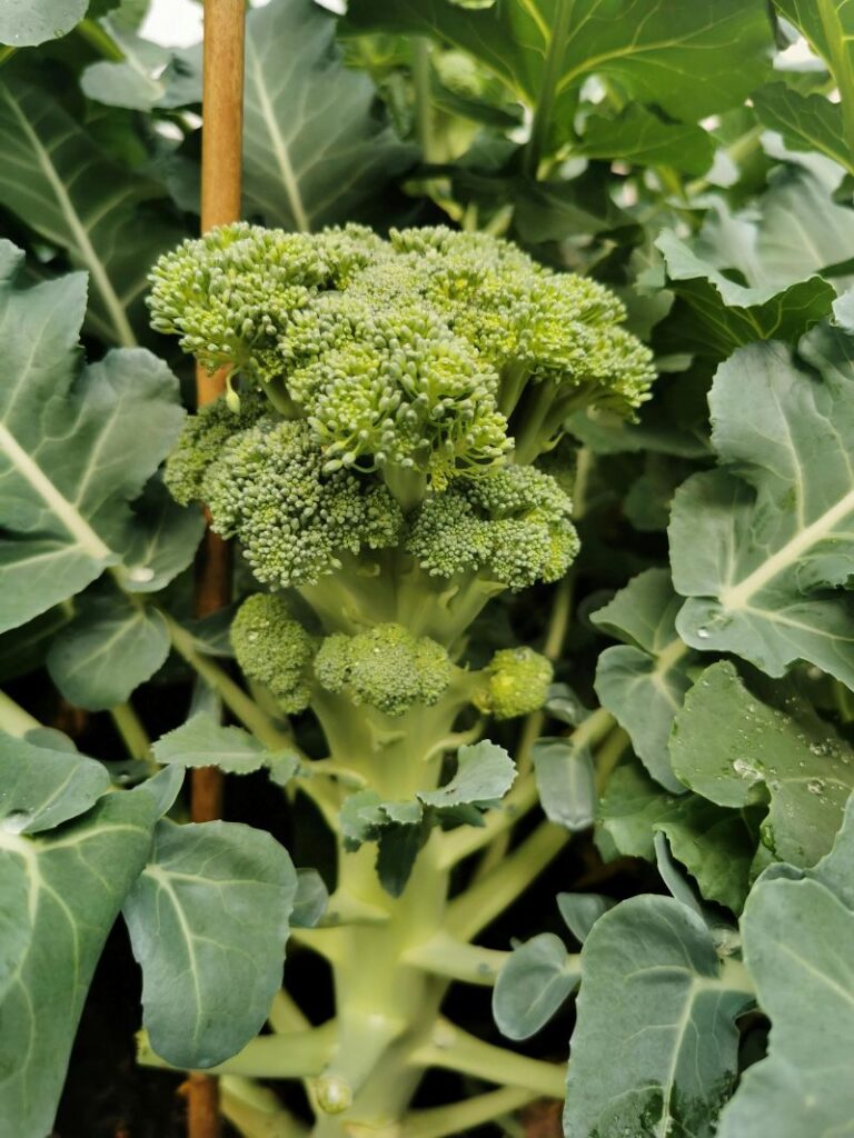 Broccoliplant.