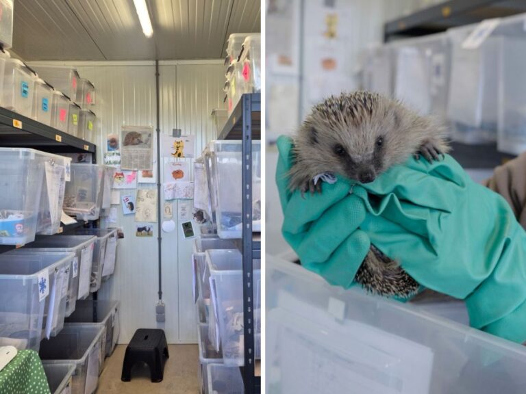 Egelopvang Wildopvang Snorhaar.