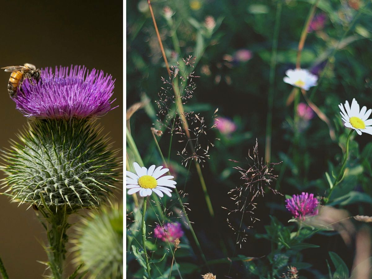 Bijenboog bloeikalender.