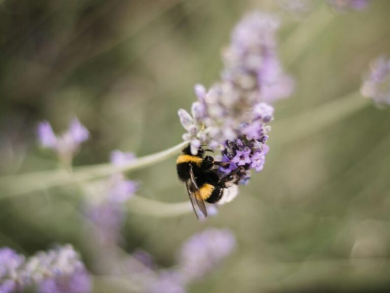Tips voor een diervriendelijke tuin met meer bijen.