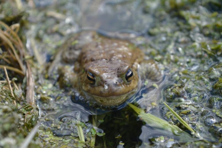 Natuurvijver aanleggen tuin.