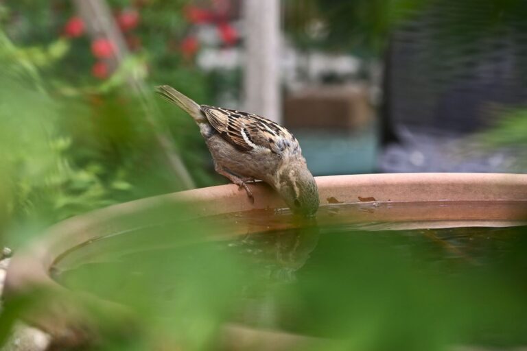 Dieren helpen in de zomer tegen de hitte.