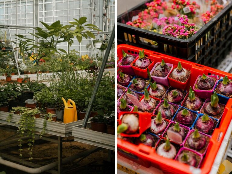 Biologische planten kopen winkels tips.