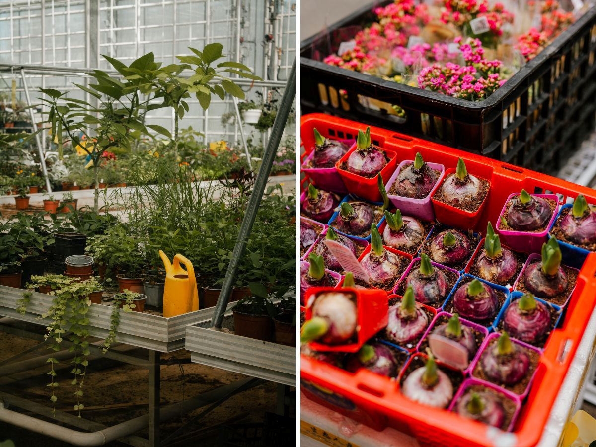 Biologische planten kopen winkels tips.