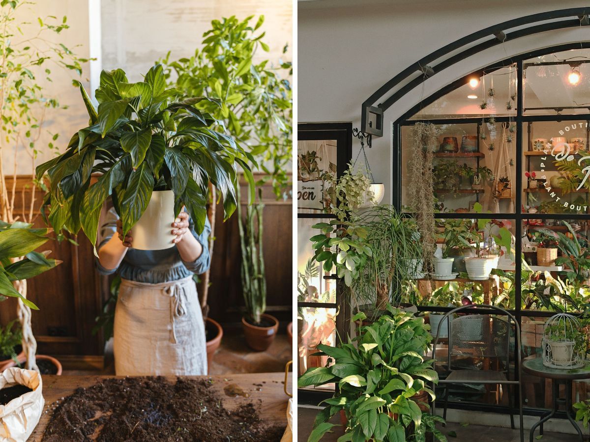 Biologische planten kopen in Amsterdam.
