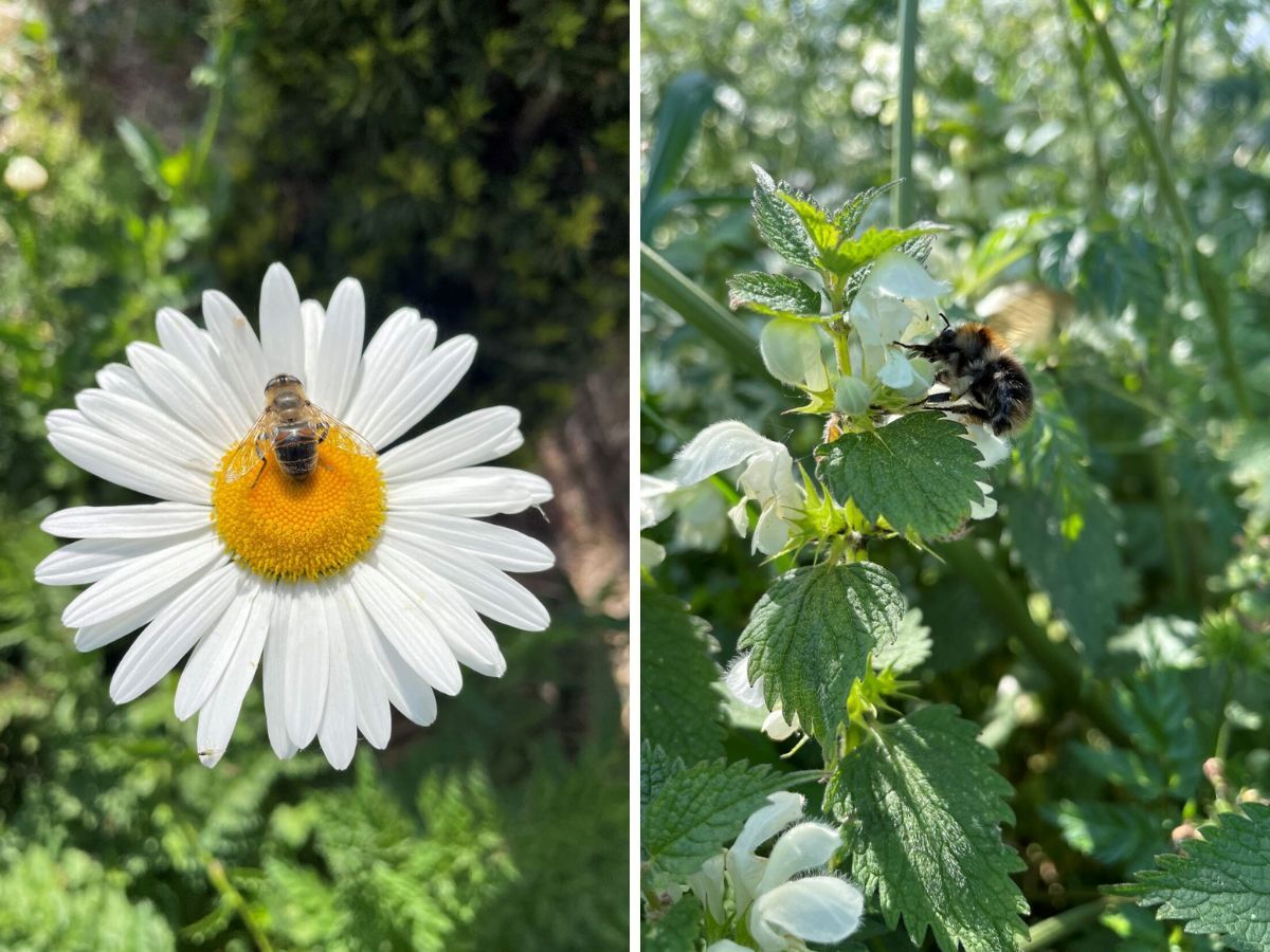 Inheemse planten tips.